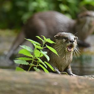 Asian small-clawed otter (Aonyx cinereus)