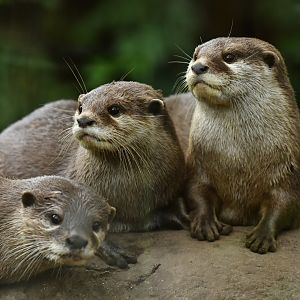 Asian small-clawed otter (Aonyx cinereus)