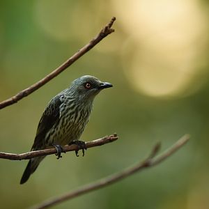 Asian Glossy Starling Aplonis panayensis