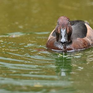 Baer's Pochard Aythya baeri