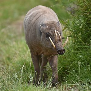 North Sulawesi babirusa (Babyrousa celebensis)