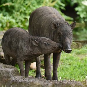 North Sulawesi babirusa (Babyrousa celebensis)