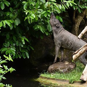 North Sulawesi babirusa (Babyrousa celebensis)