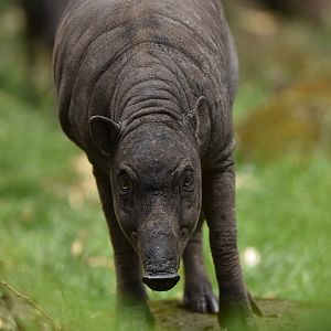 North Sulawesi babirusa (Babyrousa celebensis)
