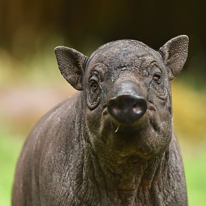 North Sulawesi babirusa (Babyrousa celebensis)