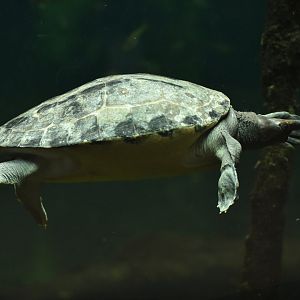 Painted terrapin (Callagur borneoensis)