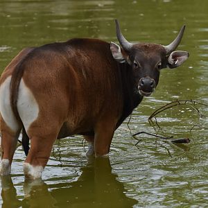 Javan banteng (Bos javanicus javanicus)