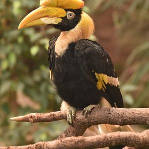 Great Hornbill Buceros bicornis
