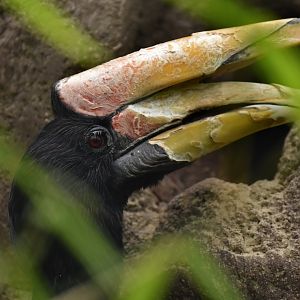 Rhinoceros Hornbill Buceros rhinoceros rhinoceros