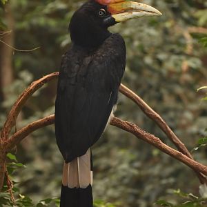 Rhinoceros Hornbill Buceros rhinoceros rhinoceros