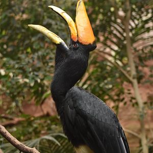 Rhinoceros Hornbill Buceros rhinoceros rhinoceros