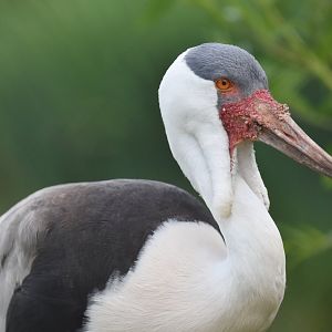 Wattled Crane Grus carunculata