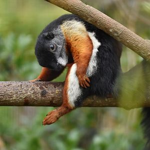 Prevost's squirrel (Callosciurus prevosti)