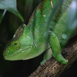 Parson's chaemeleon (Calumna parsoni)