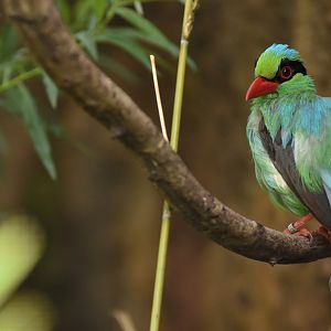 Short-tailed Magpie Cissa thalassina