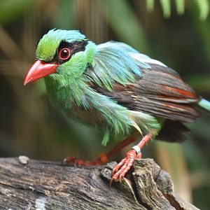 Short-tailed Magpie Cissa thalassina