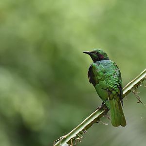 Iris Glossy-Starling Lamprotornis iris