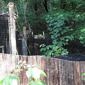 Bobcat Exhibit Annex