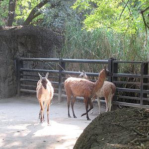 Guanacos