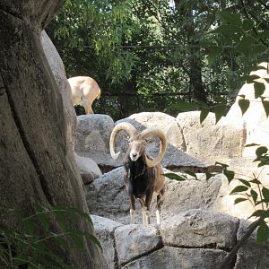 Mouflon