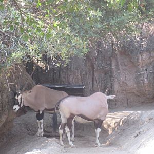 Gemsbok