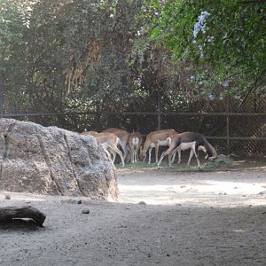 Blackbuck