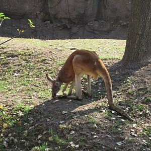 Red kangaroo