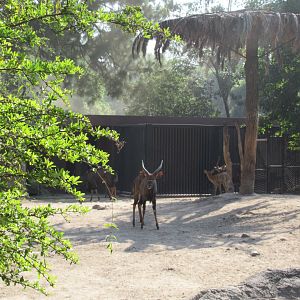 Lowland nyala