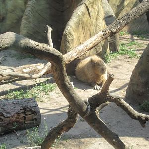 Capybara