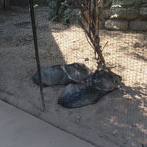 Javelina