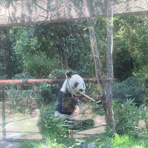 Giant panda