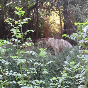 White tiger