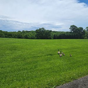 WVSWC - Some wild goslings getting a tour