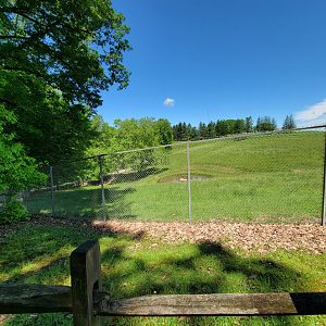 WVSWC - Elk in the shade