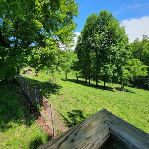 WVSWC - Bison from above
