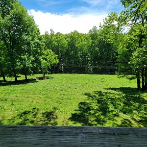 WVSWC - Bison from above