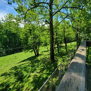 WVSWC - Bison from above