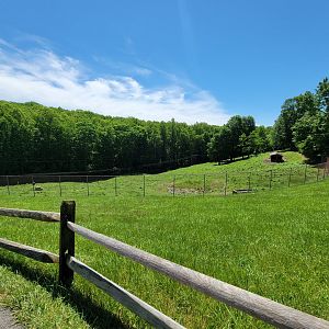 WVSWC - Bison yard from path