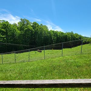 WVSWC - Bison yard from path