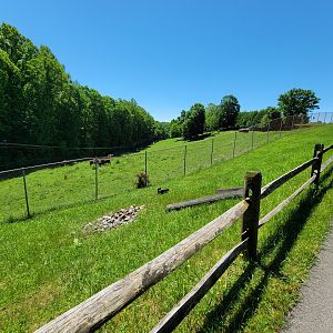 WVSWC - Bison yard from path