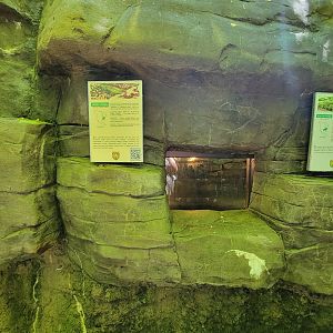 WVSWC - Snakes built into side of NARO exhibit