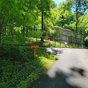 WVSWC - First fenced exhibit, mountain lion