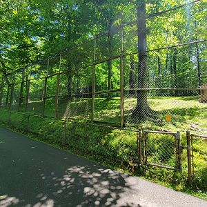 WVSWC - Mountain lion