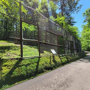 WVSWC - Mountain lion