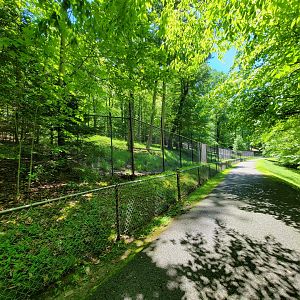 WVSWC - Whitetail Deer