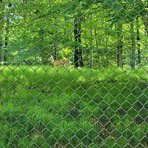 WVSWC - Whitetail Deer