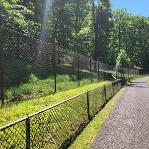 WVSWC - Whitetail Deer