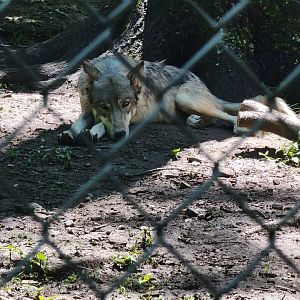 WVSWC - Gray wolf