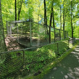WVSWC - Ring-necked pheasant