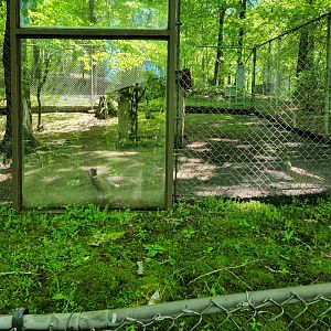 WVSWC - Ring-necked pheasant
